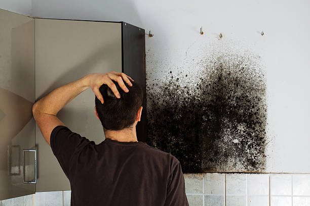 Best Black Mold Removal  in Fort Washington, PA